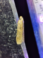 Acrobasis bithynella