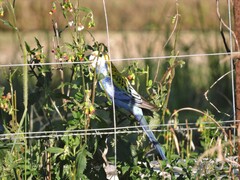 Platycercus adscitus