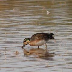 Sibirionetta formosa