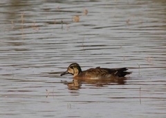 Sibirionetta formosa