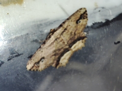 Menophra abruptaria