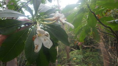 Pachypodium decaryi image