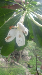 Pachypodium decaryi image