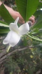 Pachypodium decaryi image