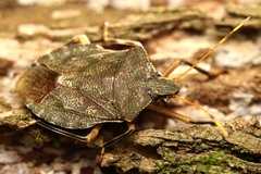 Coenomorpha insubida