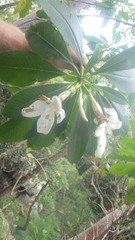 Pachypodium decaryi image