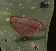 Erichthodes antonina