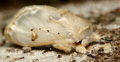Naroma varipes