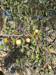 Ziziphus hajarensis