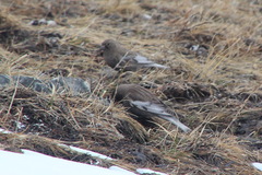 Leucosticte arctoa