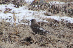 Leucosticte arctoa