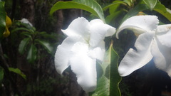 Pachypodium decaryi image