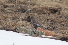 Leucosticte arctoa