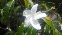 Pachypodium decaryi image