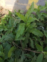 Salvia nemorosa