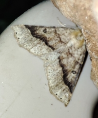 Crocallis dardoinaria