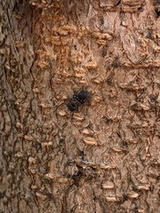 Cephalotes