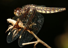 Palpopleura portia