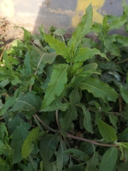 Salvia nemorosa