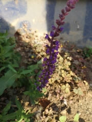 Salvia nemorosa