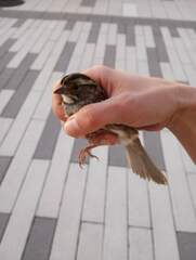 Zonotrichia albicollis