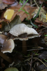 Lactarius pseudomucidus