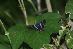 Rhetus arcius