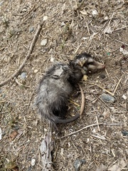 Didelphis aurita