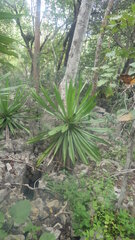 Pandanus ankaranensis