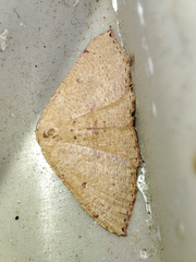 Cyclophora puppillaria