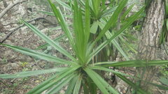 Pandanus ankaranensis