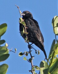 Molothrus rufoaxillaris