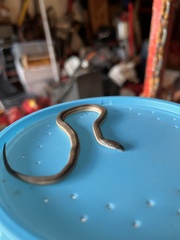 Tropidoclonion lineatum