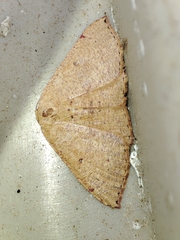 Cyclophora puppillaria