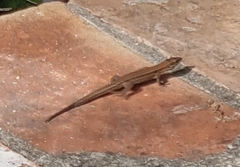 Podarcis muralis