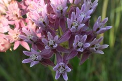 Asclepias rubra