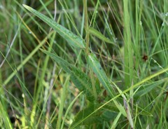 Asclepias rubra