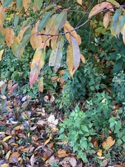 Wilsonomyces carpophilus