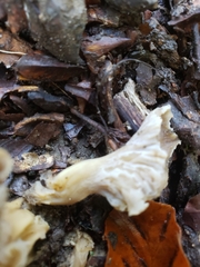 Craterellus undulatus