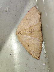 Cyclophora puppillaria