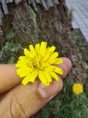 Sonchus tenerrimus