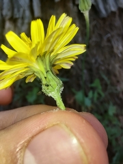 Sonchus tenerrimus