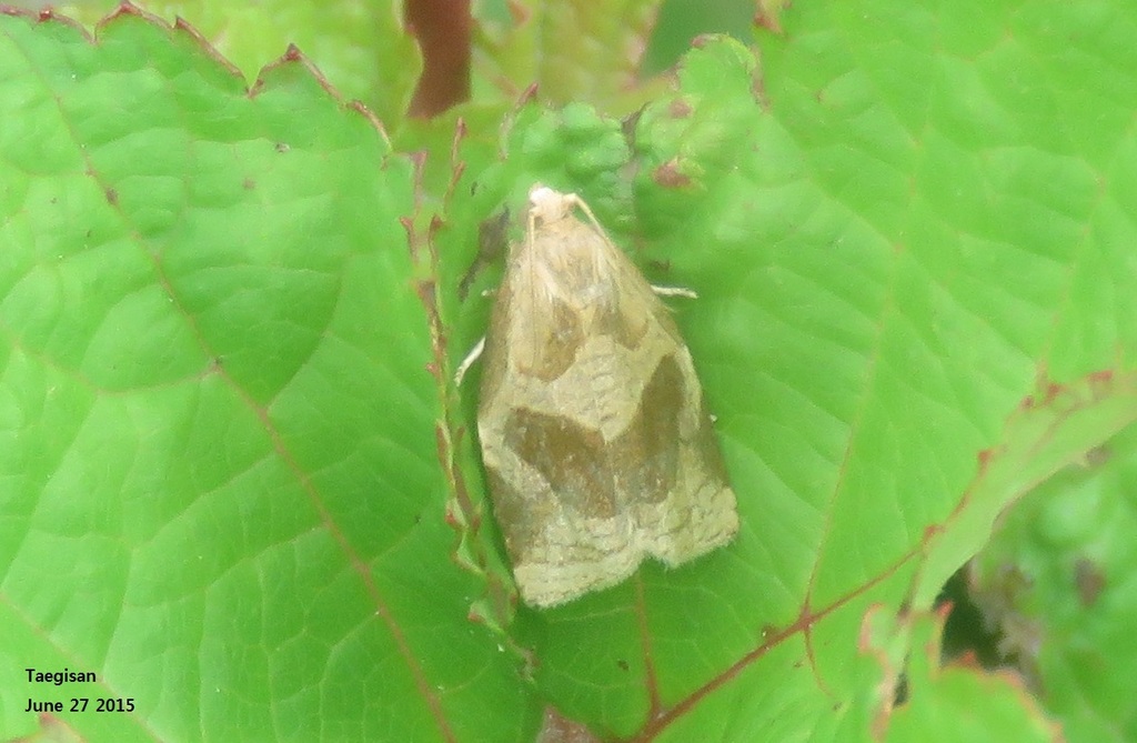 Archips nigricaudana