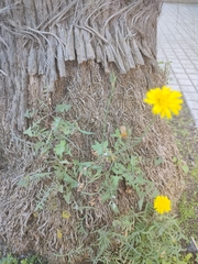 Sonchus tenerrimus