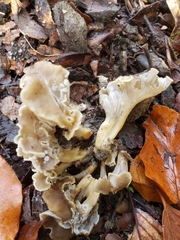 Craterellus undulatus
