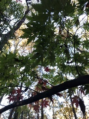 Acer pseudosieboldianum