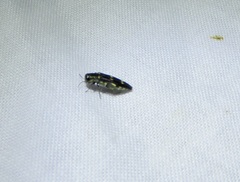 Agrilus auroguttatus