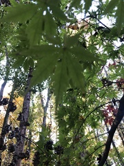 Acer pseudosieboldianum
