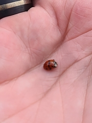 Harmonia axyridis