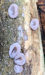 Auricularia auricula-judae